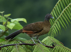 Plain Chachalaca